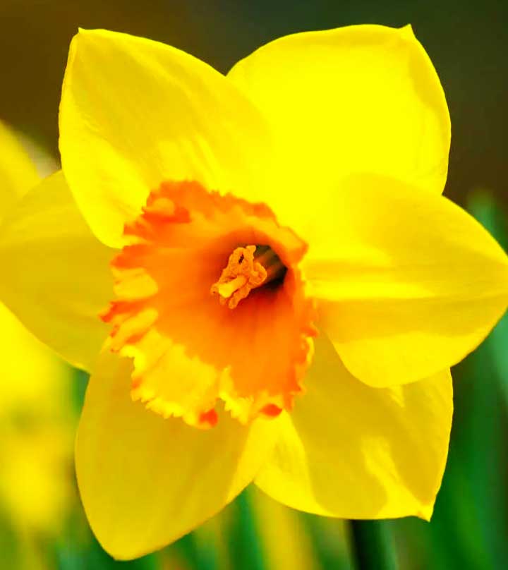 Echo(eko) kavramının kökeni ve narkissos'un ekhoya olan aşkı. Narsisizm ve narkoz kelimeleri nereden gelir ve daha fazlası