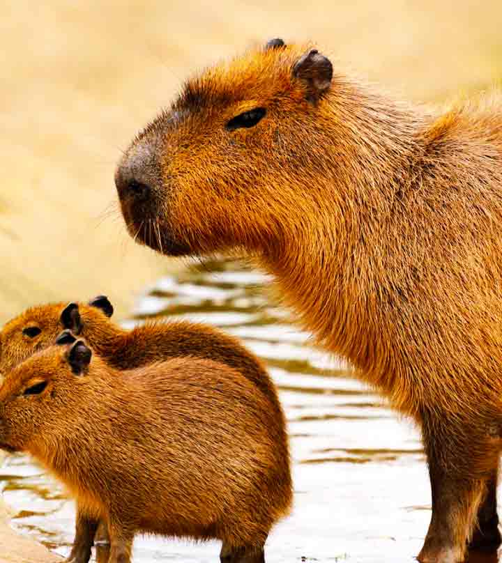 KAPİBARALAR HAKKINDA İLGİNÇ BİLGİLER