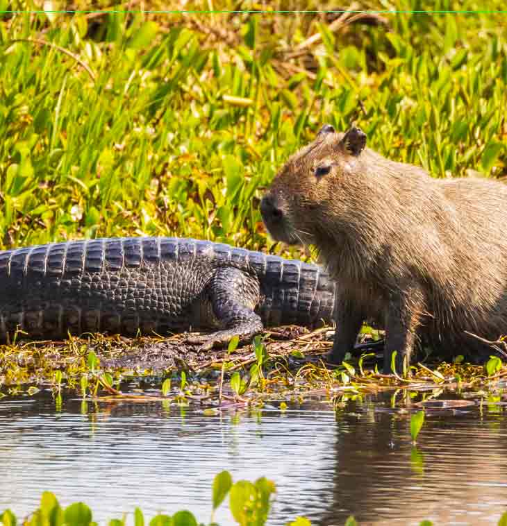 Kapibaraları timsahlar neden avlamaz? İnsanlar kapibaraları besleyebilirler mi? 