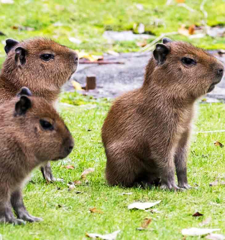 Sevimli yavru kapibara resmi